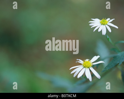 Aster Blumen Stockfoto