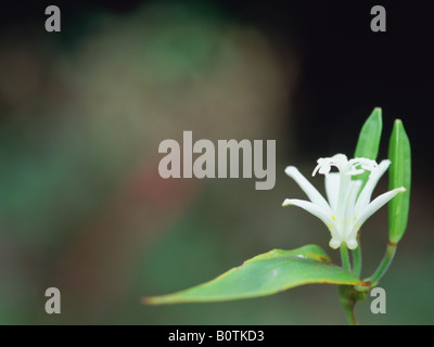 Haarige Kröte Lilie, Tricyrtis hirta Stockfoto