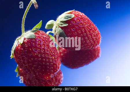 Erdbeeren auf blau mit Reflexionen Stockfoto