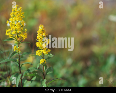 Goldrute Solidago virgaurea Stockfoto