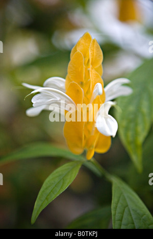 Pachystachys Lutea oder Golden Garnelen Anlage und Lollipop-Anlage Stockfoto