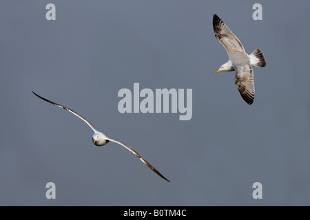 Juvenile Silbermöwe Larus argentatus Stockfoto