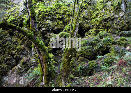 Moos wächst auf Felsen und Bäume Stockfoto