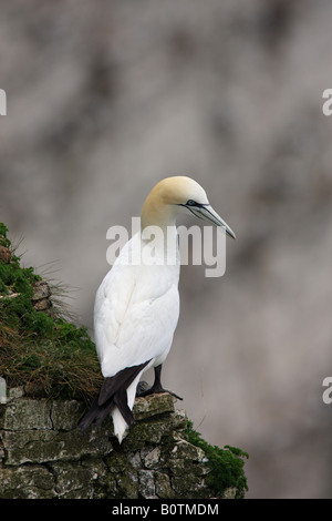 Basstölpel Morus Bassanus auf Klippe alert Bempton Klippen Yorkshire suchen Stockfoto