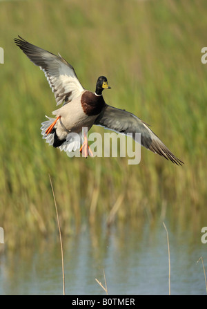 Stockente (Anas Platyrhynchos) kommen in einigen Sümpfen zu landen. Stockfoto