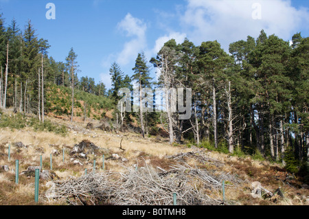 Lichtung im Wald außerhalb der Stadt Aboyne Stockfoto