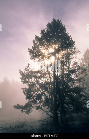 Misty fallen morgen Sonnenaufgang Godbeams durch Kiefer Hayden Valley Yellowstone Nationalpark, WYOMING Stockfoto