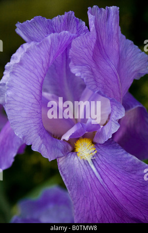 Frühling – Bartiris, (I. Germanica), auch bekannt als: Flagge oder Deutsch Iris Stockfoto