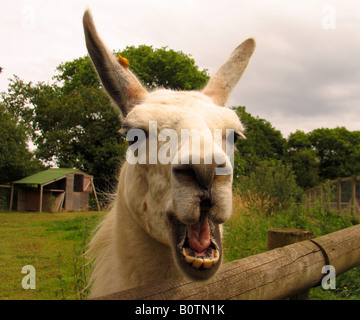 Lustige Lama Gesicht glücklich lächelnd Llama, Warren Mill Farm Park, Wales Stockfoto