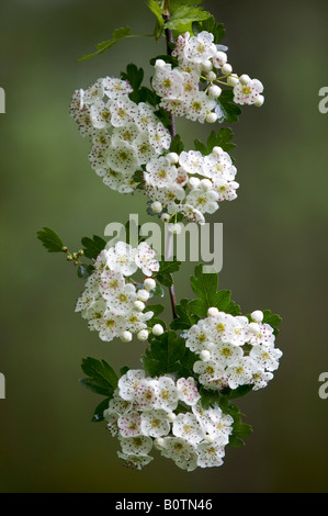 Weißdorn-Blüte im Frühjahr Stockfoto