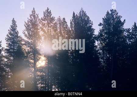 Sonnenstrahlen durch Kiefern an einem kalten fallen morgen Canyon Region Yellowstone-Nationalpark, WYOMING Stockfoto