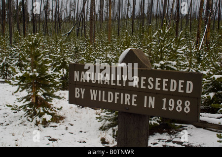 Melden Sie sich über Nachwachsen der Bäume im Wald nach Wildfire Yellowstone-Nationalpark, Wyoming Stockfoto