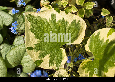 Kleinen himmelblauen Blüten und bunte Blatt-Muster der Brunnera Macrophylla Dawsons White im Mai Stockfoto