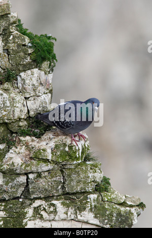 Felsen-Taube Columba Livia gehockt Felswand Bempton Klippen Yorkshire Stockfoto