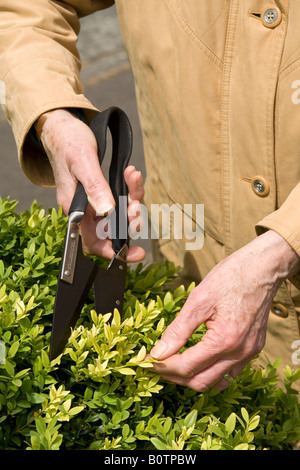 Alte Frau clipping ^ Box-Hecke (Buxus Sempervirens), UK. Stockfoto