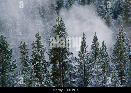 Geothermische Dampf Entlüftung von Geysiren zwischen Pinien während eines Schneesturms Herbst Yellowstone-Nationalpark, Wyoming Stockfoto