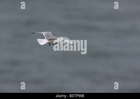 Kittiwake Rissa Tridactyla in Flug Bempton Klippen Yorkshire Stockfoto