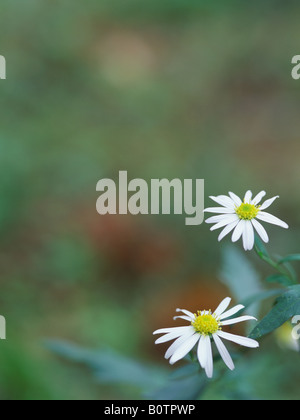 Aster Blumen Stockfoto