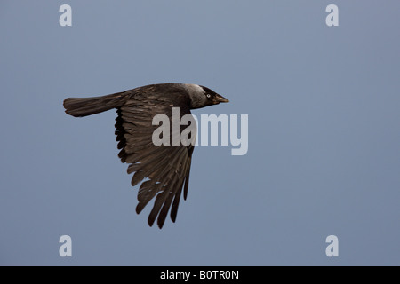 Dohle Corvus Monedula im Flug Bempton Klippen Yorkshire Stockfoto