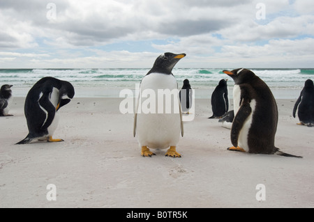 Breit und niedrig Winkel fotografieren von Gentoo Penguins Auschecken der Fotograf am Strand von Volunteer Point, Falkland-Inseln Stockfoto