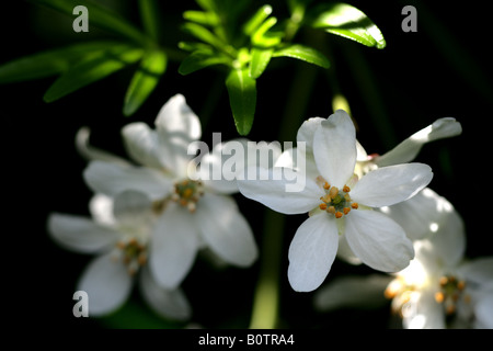 CHOISYA AZTEC PEARL Stockfoto