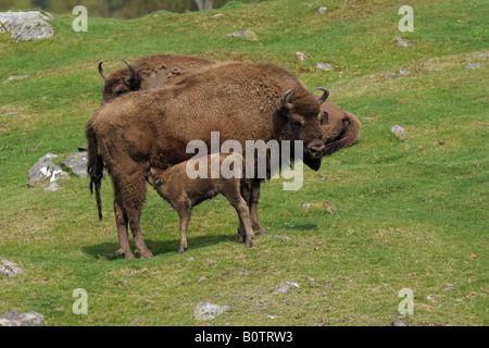Europäische Bison Bison Bonasus Mutter Kuh und Kalb stehen zusammen auf einem Hügel in einem Feld Stockfoto