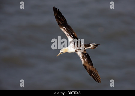 Juvenile Northern Gannet Morus Bassanus im Flug an Bempton Klippen RSPB reserve West Yorkshire Stockfoto