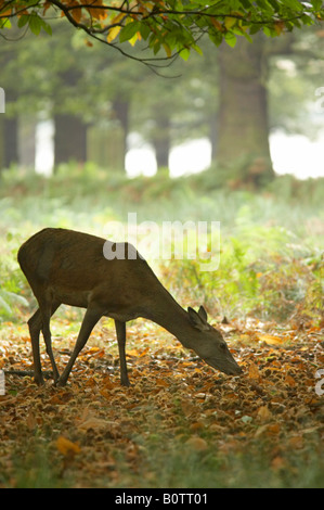 Rothirsch, Cervus Elaphus, Fütterung in Richmond Park, London Stockfoto