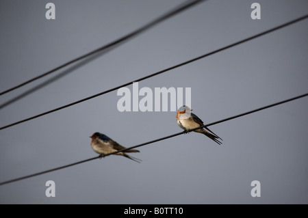 Willkommen Sie Schwalben (Hirundo Neoxena) auf Straße Kabel Stockfoto