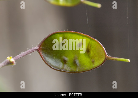 Ehrlichkeit, Lunaria annua Stockfoto