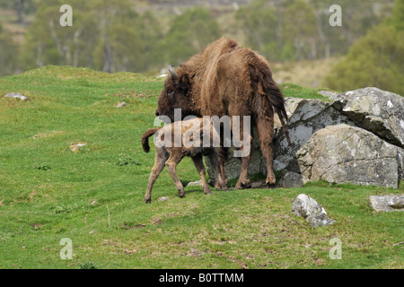 Europäische Bison Bison Bonasus Mutter Kuh und Kalb stehen zusammen auf einem Hügel in einem Feld Stockfoto