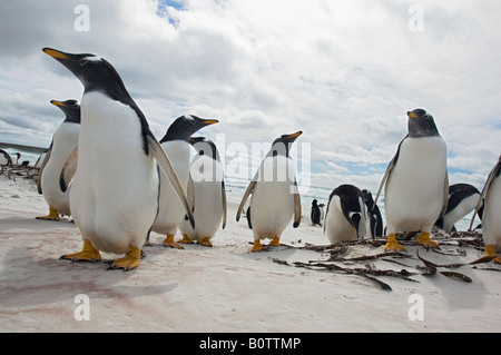 Breit und niedrig Winkel fotografieren von Gentoo Penguins Auschecken der Fotograf am Strand von Volunteer Point, Falkland-Inseln Stockfoto