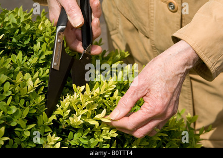 Alte Frau clipping ^ Box-Hecke (Buxus Sempervirens), UK. Stockfoto