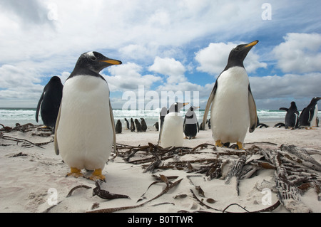 Breit und niedrig Winkel fotografieren von Gentoo Penguins Auschecken der Fotograf am Strand von Volunteer Point, Falkland-Inseln Stockfoto