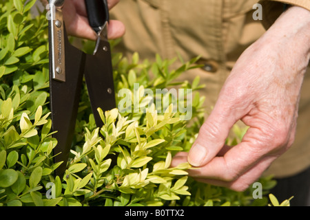 Alte Frau clipping ^ Box-Hecke (Buxus Sempervirens), UK. Stockfoto