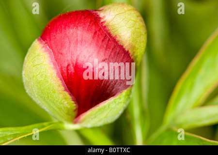 Gemeinsamen Pfingstrose Blume Stockfoto