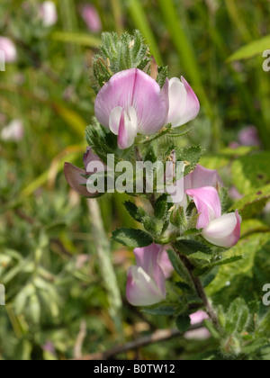 Gemeinsamen Restharrow, Ononis repens Stockfoto