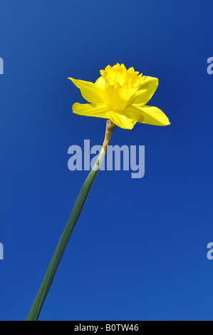 Eine Narzisse fangen die ersten Strahlen der Sonne kurz nach Sonnenaufgang an einem klaren Frühlingsmorgen Stockfoto