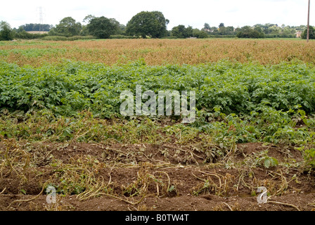 zerstörte Ernte von schlechten Sommer Stockfoto