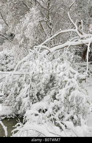 Plötzliche schwere Schneefall auf Äste im Frühjahr Stockfoto