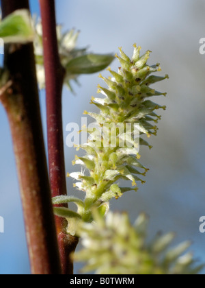 Grau Weide, weibliche Blüte, Salix cinerea Stockfoto