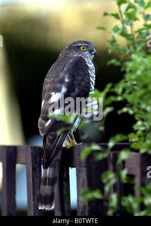 Ein Sperber besucht einen s Garten in South West England Stockfoto