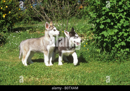 Husky - zwei Welpen auf Wiese stehend Stockfoto