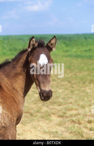 Quarter Horse Fohlen - Porträt Stockfoto