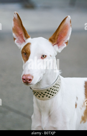 Podenco Ibicenco - Porträt Stockfoto