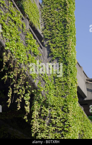 Ivy umfasst eine Stütze auf dem Weg von Alaska-Viadukt in der Innenstadt von Seattle, Washington. Stockfoto