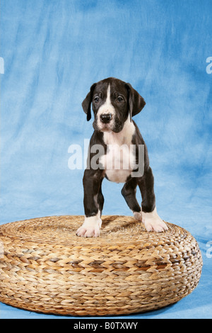 Junge Dogge - stehend Stockfoto