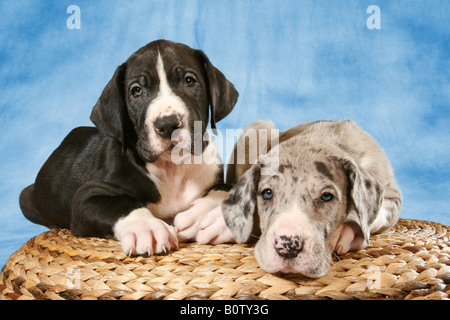 zwei junge Doggen - liegend Stockfoto