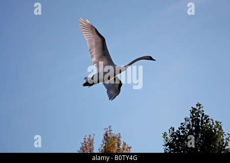 Höckerschwan - fliegen / Cygnus Olor Stockfoto