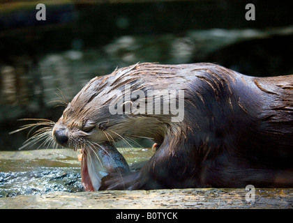 Nordamerikanischer Fischotter (Lontra Canadensis) Fisch zu essen Stockfoto